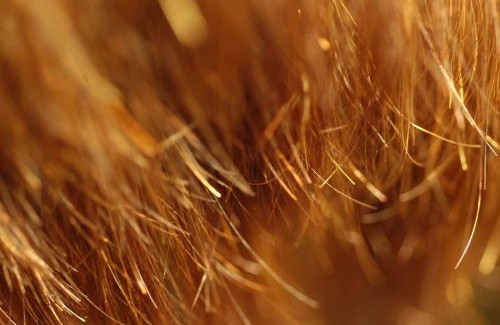 tratamento cabelos estragado | Dinarte